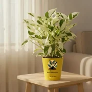 Money Plant N’Joy – Variegated Indoor Plant