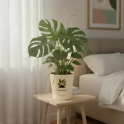 Monstera Deliciosa – Swiss Cheese Plant