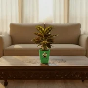 Peacock Plant – Patterned Leaf Indoor Plant