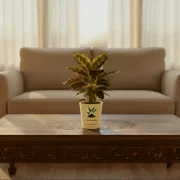 Peacock Plant – Patterned Leaf Indoor Plant