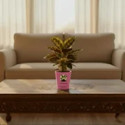 Peacock Plant – Patterned Leaf Indoor Plant