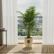 Rhapis Palm – Lady Palm Indoor Plant