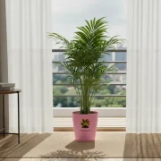 Rhapis Palm – Lady Palm Indoor Plant