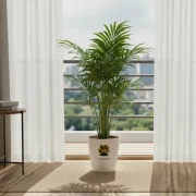 Rhapis Palm – Lady Palm Indoor Plant