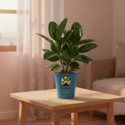 Rubber Plant Black – Indoor Air Purifier