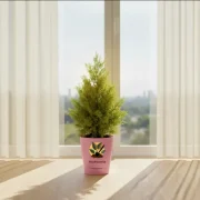 Thuja Plant – Compact Evergreen Plant