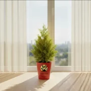 Thuja Plant – Compact Evergreen Plant