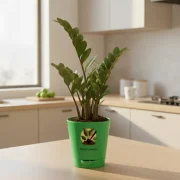 Zamia ZZ Plant – Easy Care Indoor Plant