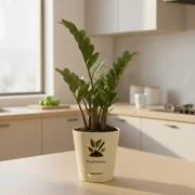Zamia ZZ Plant – Easy Care Indoor Plant