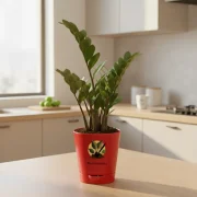 Zamia ZZ Plant – Easy Care Indoor Plant