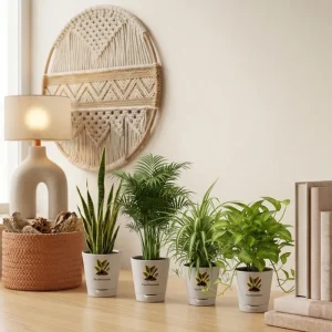 Air Purifying Indoor Plants Combo - Low Care Oxygen Boosters