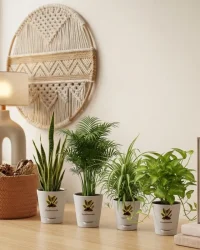 Air Purifying Indoor Plants Combo – Low Care Oxygen Boosters