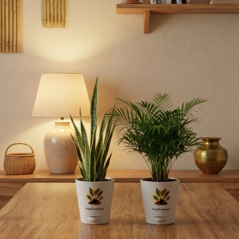 Air Purifying Plant Bundle – Areca Palm, Sansevieria Futura Superba