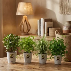 The Low-Maintenance Air Purifier Starter (Set of 4)