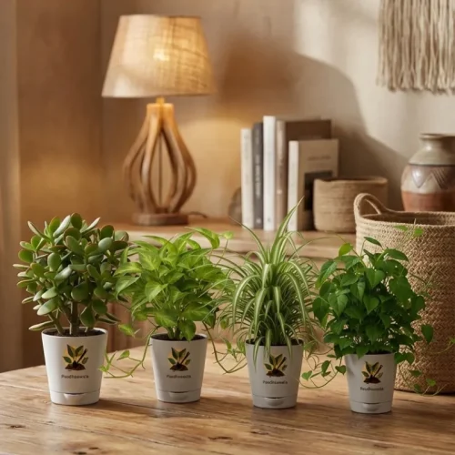 The Low-Maintenance Air Purifier Starter (Set of 4)