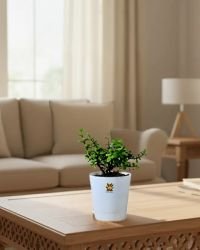 Lucky Jade Plant With Self Watering Pot