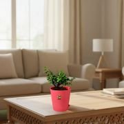 Lucky Jade Plant With Self Watering Pot