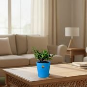 Lucky Jade Plant With Self Watering Pot