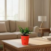 Lucky Jade Plant With Self Watering Pot