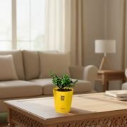 Lucky Jade Plant With Self Watering Pot