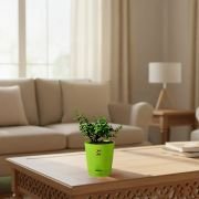 Lucky Jade Plant With Self Watering Pot