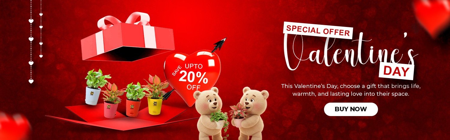 Valentine - Paudhaawala